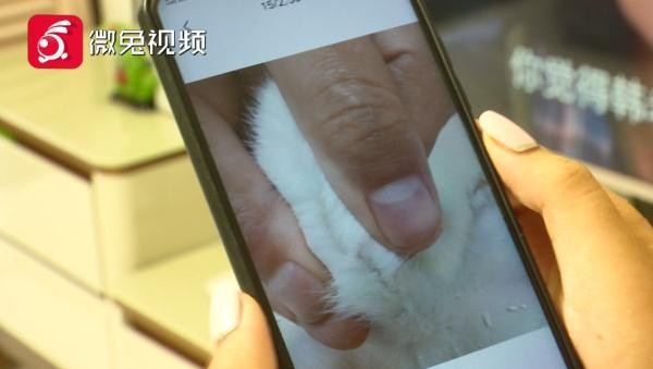 贵阳女孩1899元网购宠物猫小猫到家3天就病死！卖家：只能吃我家猫粮