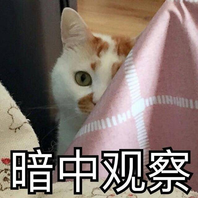 猫咪天生拥有这些“超能力”，不养一只，真的可惜