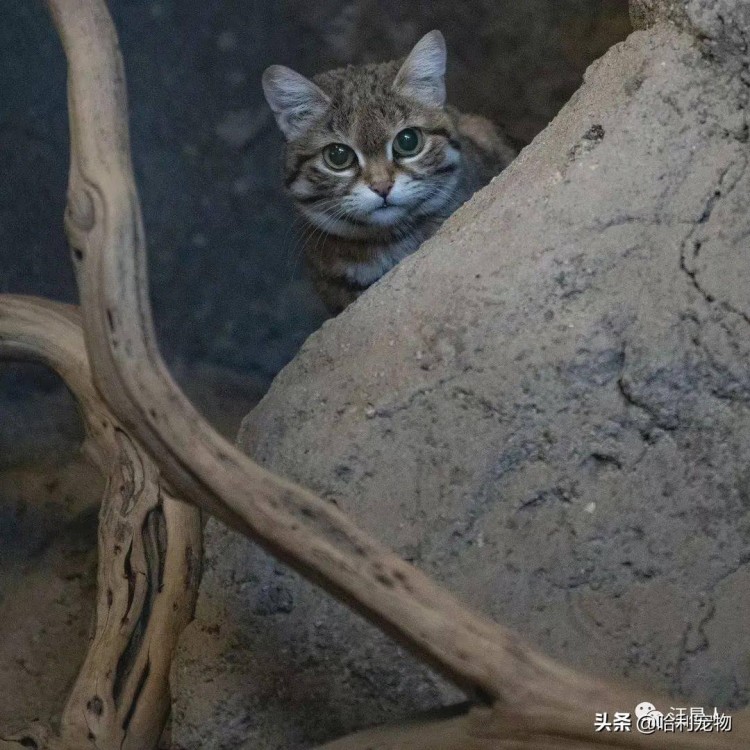 动物园豹纹猫遭投诉说拿真猫忽悠游客工作人员哭笑说不是猫