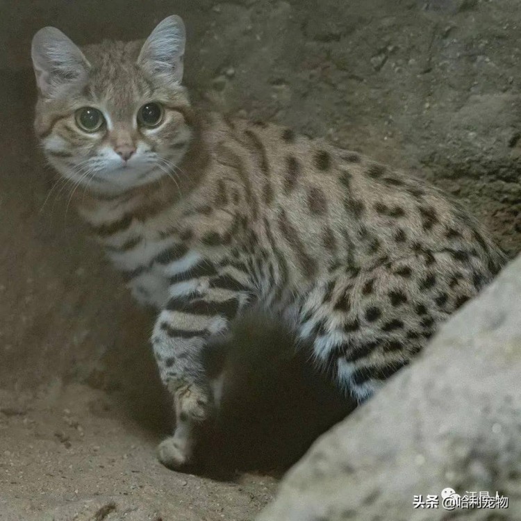 动物园豹纹猫遭投诉说拿真猫忽悠游客工作人员哭笑说不是猫